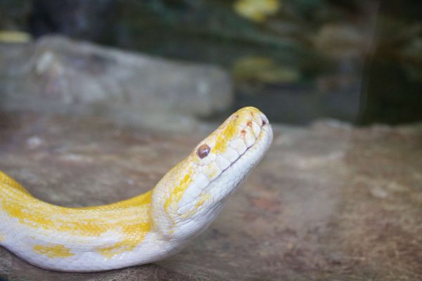 Zoo de Lisbonne - Serpent