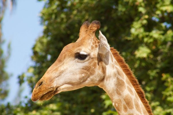 Zoo de Lisbonne - Girafe