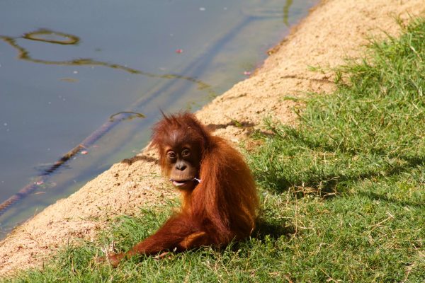 Zoo de Lisbonne - Orang-outan