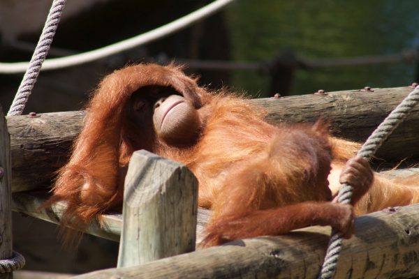 Zoo de Lisbonne - Orang-outan
