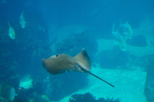 Oceanarium de Lisbonne - Raie