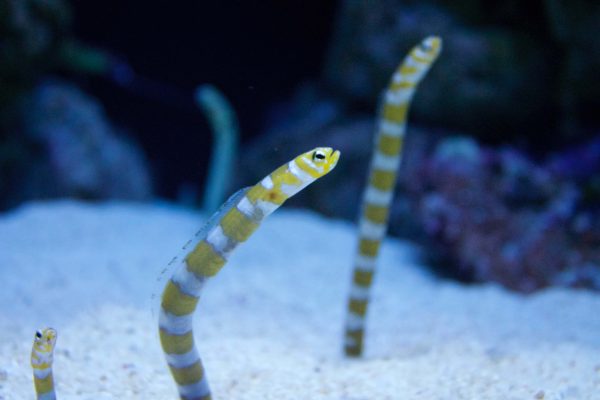 Oceanarium de Lisbonne