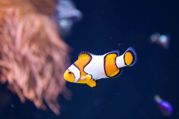 Oceanarium de Lisbonne - Poisson clown