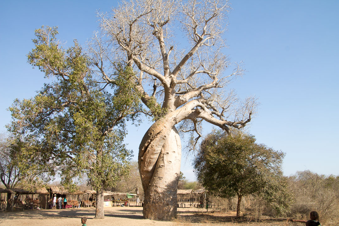 Madagascar Baobabs amoureux