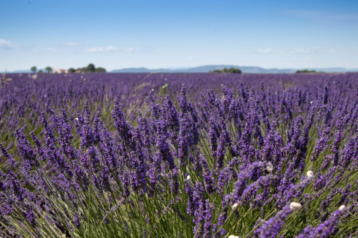 Que faire dans le Vaucluse