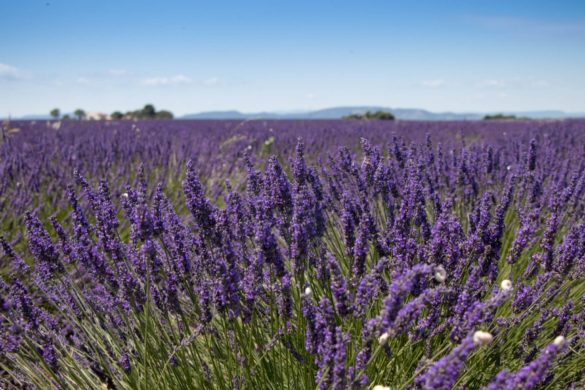 Que faire dans le Vaucluse