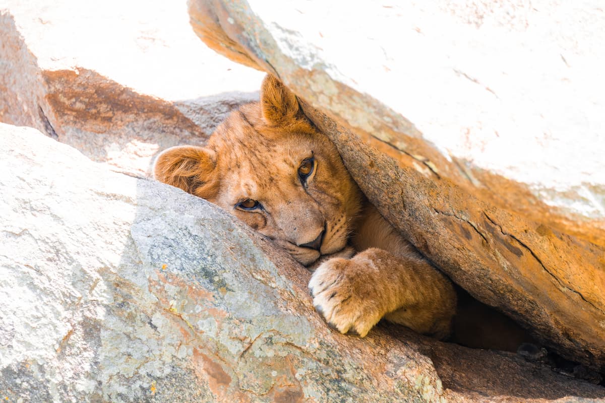 Lionceau safari