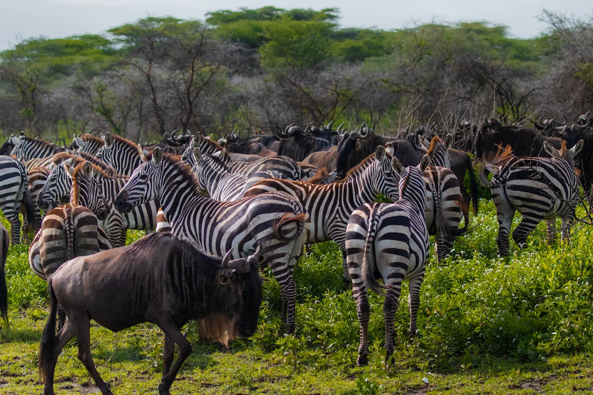 Zebres & Gnous safari ndutu