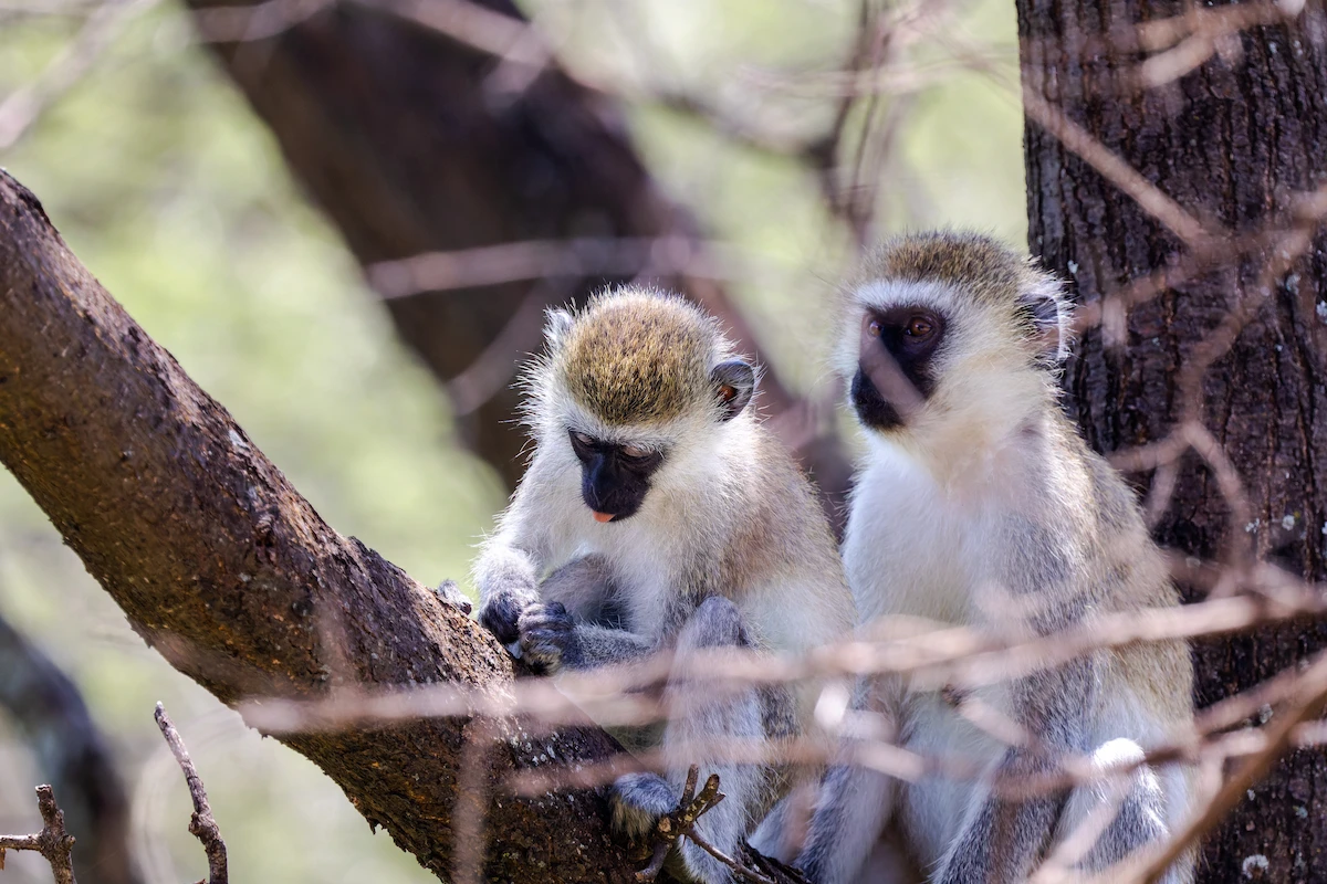 Vervet Monkey Tanzanie