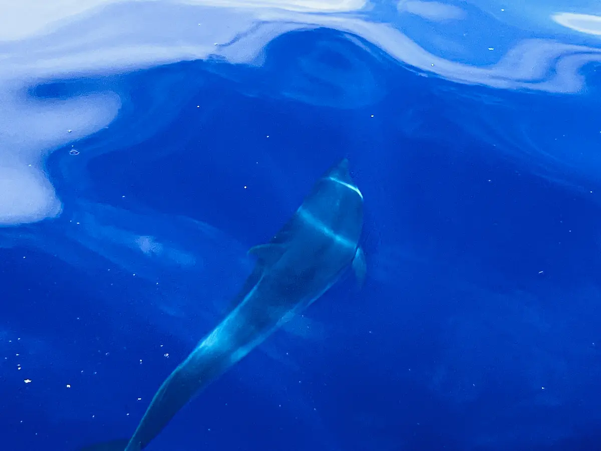 Whale Watch Tenerife : dauphin