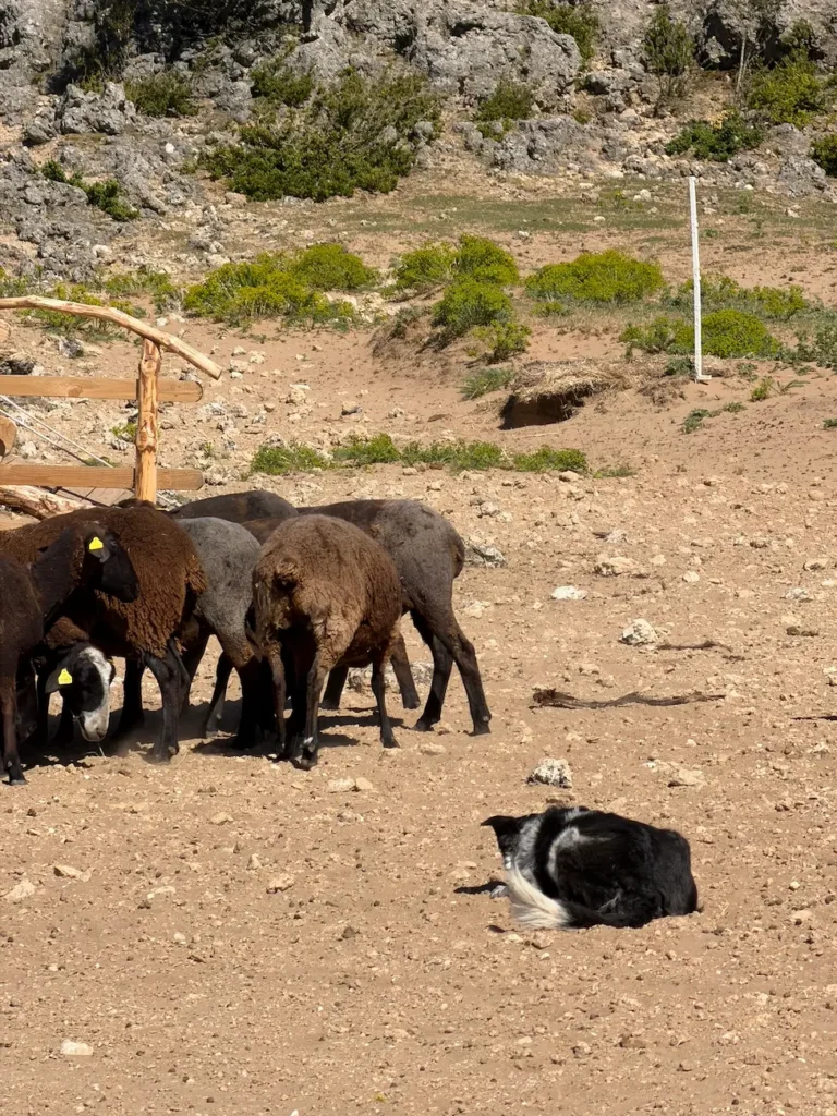 larzac-animation-chiens-troupeau-guidage