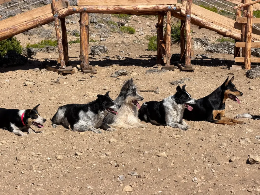 larzac-animation-chiens-troupeaux