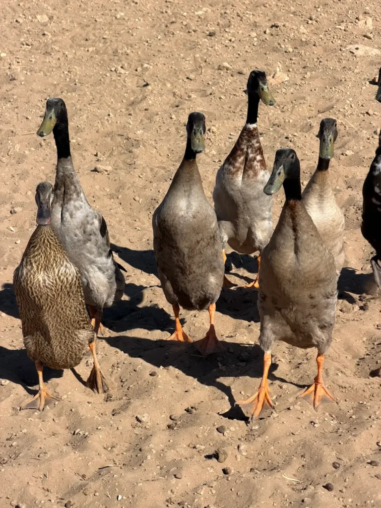 larzac-animation-chiens-troupeaux-canard