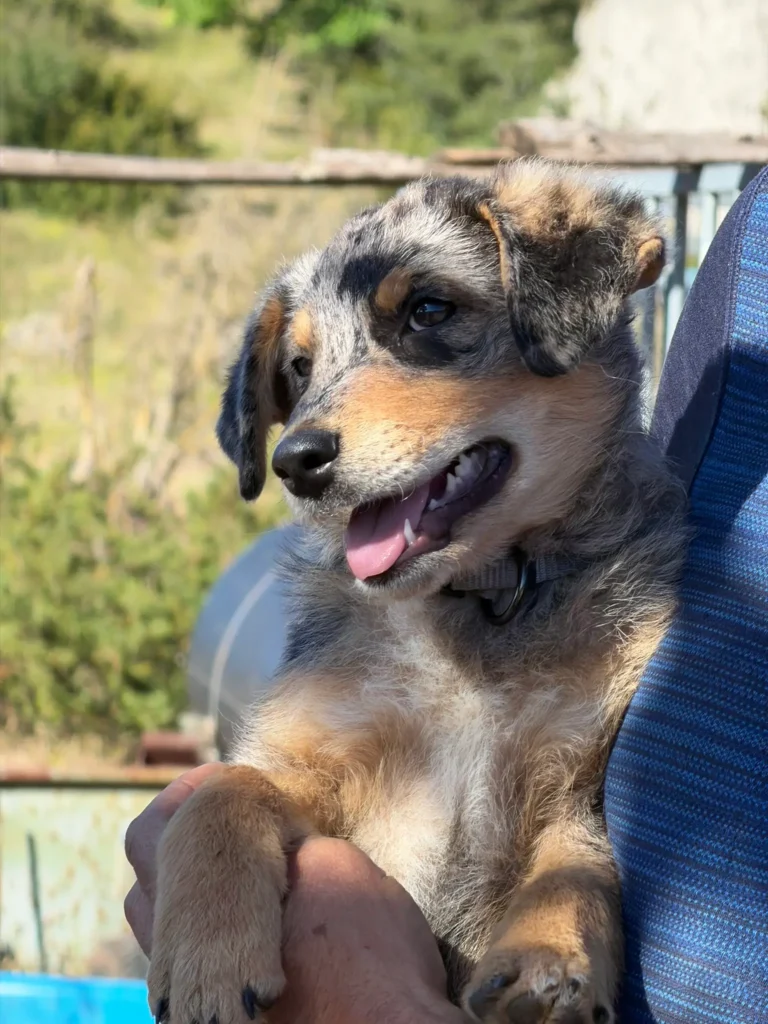 larzac-animation-chiens-troupeaux-chiot
