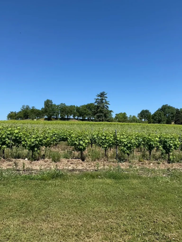 oeorando-tarn-vignes